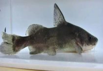 鮰鱼是垃圾鱼吗？