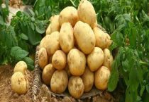 马铃薯是不是土豆