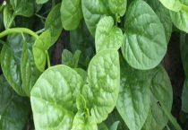 木耳菜几月份种