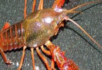 小龙虾当宠物能养多久？