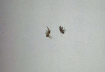 敌敌畏可以杀死跳蚤吗？