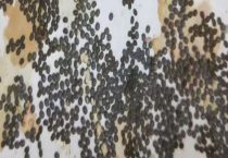 蚕卵怎么孵化成蚕宝宝