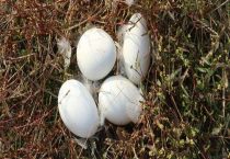 没有公鹅母鹅会下蛋吗？