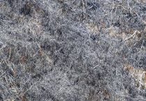 草木灰是什么？