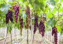 葡萄膨大期用什么肥