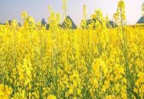 油菜在几月份播种