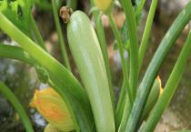 瓠子和西葫芦的区别？