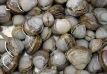 什么水产养殖最赚钱