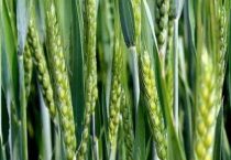 众信麦998审定简介