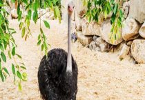 哪里有鸵鸟养殖场