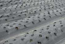 农用地膜的厚度是多少？