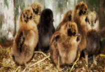 小鸡可以吃什么？