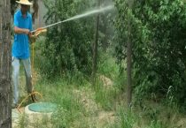 阿维螺螨酯的使用说明