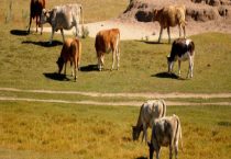 如何防治母牛低温病和春季羊病