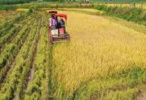 秋天的农作物有哪些？