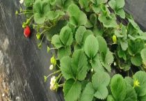 草莓的生长周期