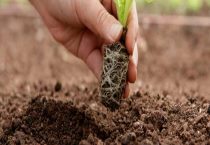 保护土壤的措施有哪些？