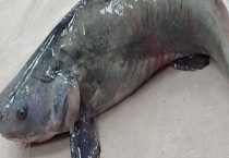 回鱼和鮰鱼一样吗？