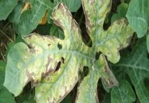 西瓜蔓枯病用什么药效果好