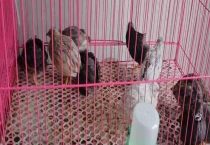 芦丁鸡温度要求