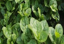 木耳菜可以吃到几月份