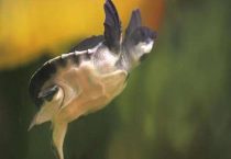 小甲鱼苗怎么养喂什么？