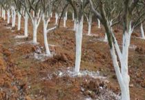 石硫合剂的作用与用量