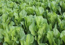 花科类蔬菜有哪些？