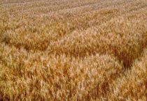 冬小麦和春小麦的播种和收割时间