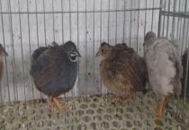 芦丁鸡会叫吗？