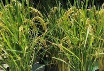 中蜂越冬管理技术