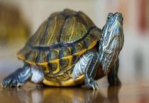 乌龟壳翘起来了怎么回事