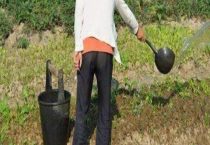 有机肥种蔬菜怎么用？