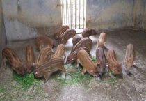 野猪是保护动物吗？