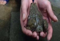 野生石蛙是国家保护动物吗？