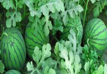 西瓜从生长到成熟要多长时间？