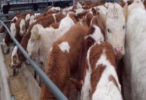 养牛场需要的设备有哪些？