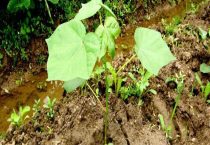 棉花种子多久发芽