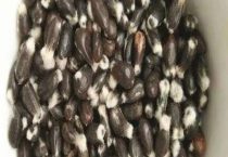 棉花种子可以放冰箱里保存吗？