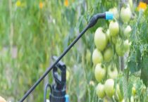 联苯菊酯杀白蚁的用法