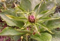 在云南种植什么药材最赚钱