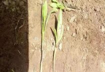 辣椒苗期如何防治猝倒病