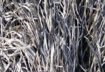 幼苗可以撒草木灰吗？