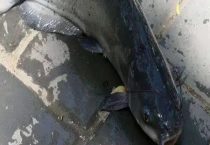 鮰鱼和清江鱼是一样的吗？