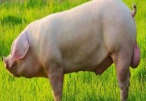 非洲猪瘟初期明显症状