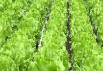 生菜是几月份种的