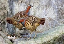 大闸蟹越冬育肥技术