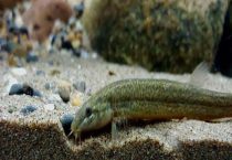 泥鳅吃小鱼苗吗？