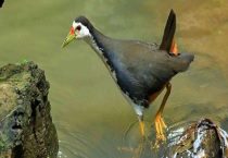 白面水鸡是几级保护