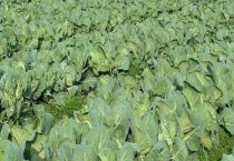 农作物为什么实行轮作倒茬